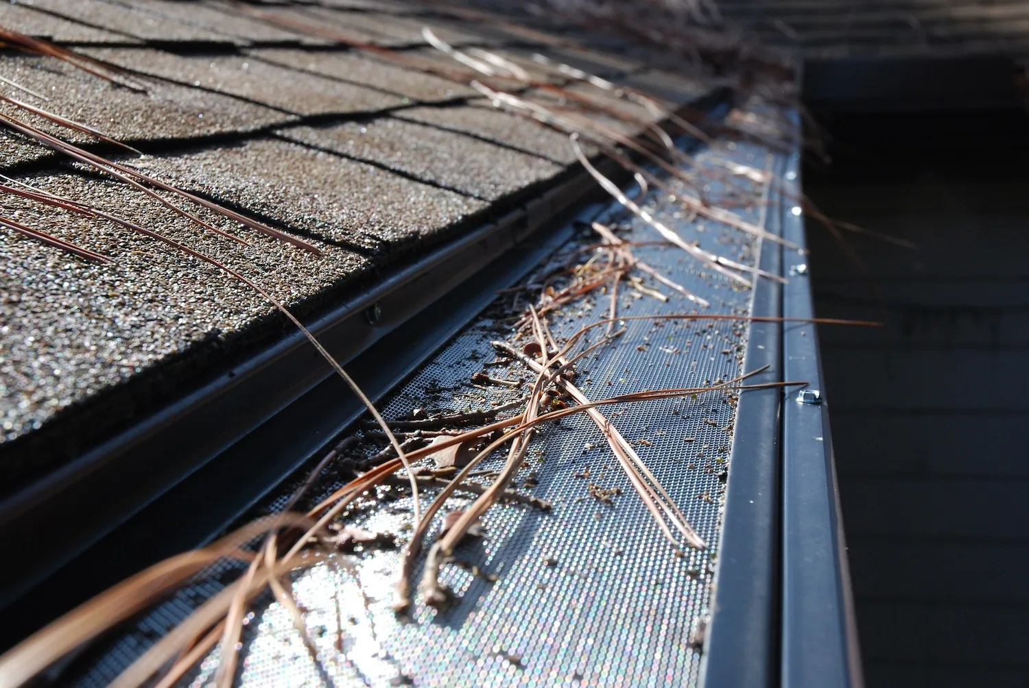 Pine needles on micro mesh gutter guard, Sanford FL